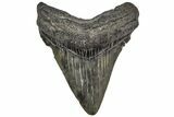 Juvenile Megalodon Tooth - South Carolina #195963-1